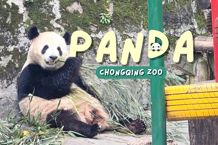 เสิร์ฟความนุ่มฟู ดูหมีแพนด้า ที่สวนสัตว์ฉงชิ่ง Chongqing Zoo จีน